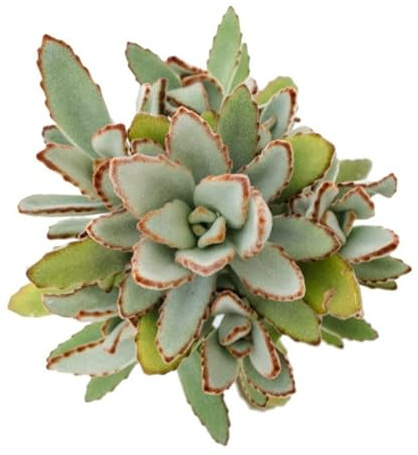 Kalanchoe Tomentosa PREMIUM Planta Natural para Decorar el Hogar