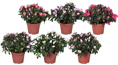 Pack de 6 Azaleas Naturales Plantas de Exterior con Flores de Colores