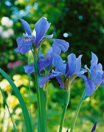 Iris sibirica 'Blue King' ca. 11x11 cm Topf - Sibirische Schwertlilie, blaue Blüten, Blütezeit Mai-Juni, ideal für feuchte Standorte, pflegeleicht