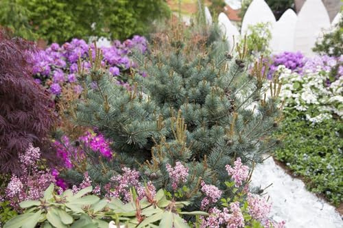Pinus parviflora 'Negishi' 125-150 cm - Japanische Schirmtanne, immergrün, dekorative Nadeln, ideal für Solitärstellung, winterhart und pflegeleicht