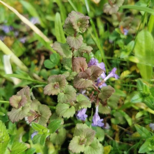 semi di selvatiche edera terrestre, edera terrestre tappezzanti resistenti, selvatiche glecoma hederacea di perenni, balcone 250pcs