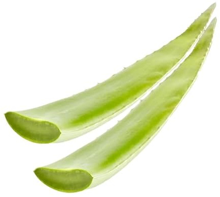 Kajal 100% Aloe Vera 2x Barbadensis Frisches Blatt aus Spanien 1 kg - Natürliches Gel zur Hautpflege, Heilung und Feuchtigkeit - Bio und Handgeerntet - Pure Aloe Vera für DIY Rezepte