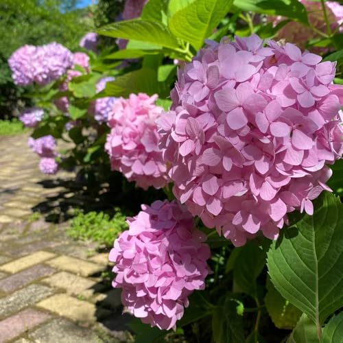 semillas de hortensia, semillas orgánicas Siembra otoñal de variedades antiguas jardín silvestres invernaderos balcón perennes resistentes 10pcs