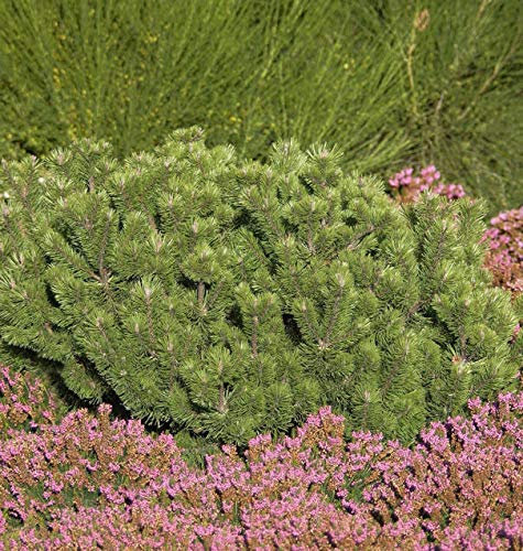 Krummholz Kiefer 15-20cm - Pinus mugo mughus - lebende Gartenpflanze aus den Baumschulen