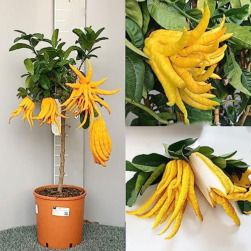 SAVINI VIVAI Pianta di Cedro Albero di Agrumi Cedro Mano di Buddha in Vaso da 28 cm Altezza 110-130 cm 4-5 Anni di innesto Made Italy