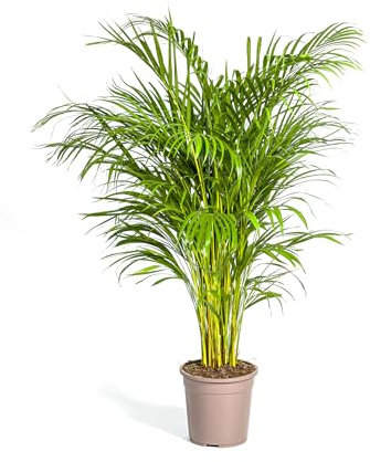 Dypsis lutescens - Palma di Areca - Palma d'oro - 120-140cm - Ø24cm - Pianta d'appartamento - Sempreverde