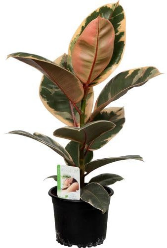 Ficus Elastica Rosa tu Toque de Naturaleza en Casa con el Ficus Ruby