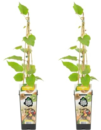 Bloomique - 2x Actinidia Deliciosa 'Jenny' - Plante Kiwi - Plantes Fruitières - Plantes de Jardin - Rustique - ⌀14 cm - Hauteur 60-70cm