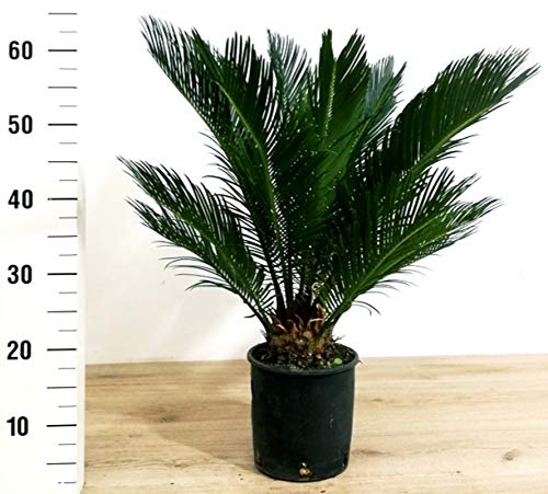 POWERS TO FLOWERS - CYCAS REVOLUTA XL, vaso 19cm, pianta vera