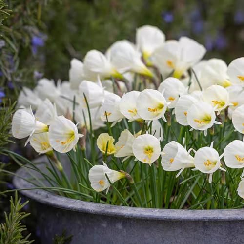 Narzissenzwiebeln - Narzissen zwiebeln winterhart - Narzissen zwiebeln tete a tete - Narzissen zwiebeln - Narzissen zwiebeln winterhart mehrjährig