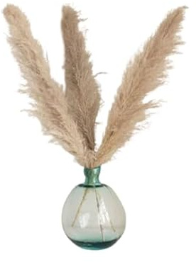 Decoración Natural con Cinco Ramas de Plumero Seco Suave y Elegante