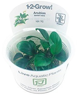 Aquarium Fan Anubias barteri Nana - In-Vitro