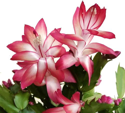 Schlumbergera fiore RED ROSSO cactus di Natale natalina pianta grassa