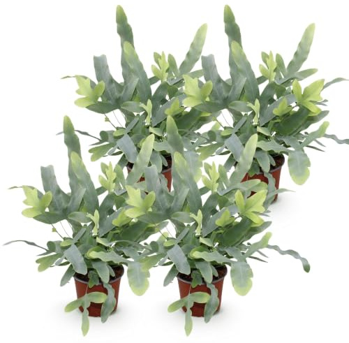 Green boutiQ - Zimmerpflanze - Phlebodium aureum Blue Star - Blaue Farn - Haustierfreundlich - Blau - 4 Pflanzen - Topf 12cm - Höhe 25-30cm