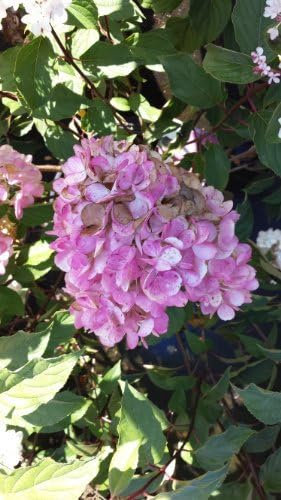 Rispenhortensie Hydrangea paniculata Vanille Fraise ® 40-60 cm im 3 Liter Pflanzcontainer