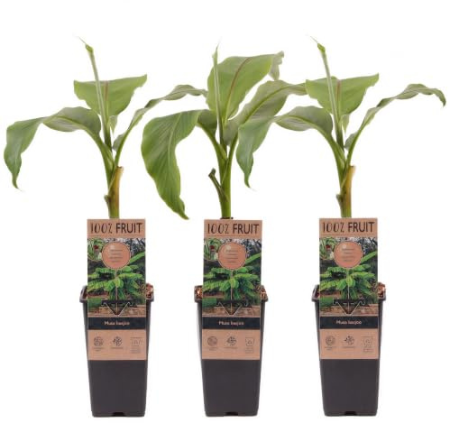 Bananier du Japon Musa Basjoo – Plante tropicale rustique à feuillage persistant, floraison estivale, idéale pour jardin extérieur, livré en pot