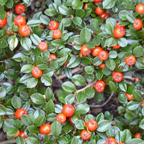 6x Teppichmispel 'Eichholz' - Cotoneaster radicans 'Eichholz' - Topf 9x9cm - Robuster Bodendecker für Gartenflächen