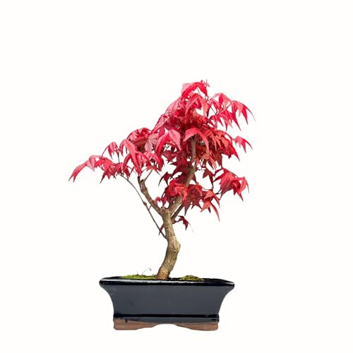 Bonsaï érable Japonais - Acer (Érable) bonsaï Arbres/Érables Japonais/Arbre Mesure 25-30 cm de Hauteur (Deshojo P15)