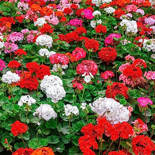 Semi di geranio - rampicante rara da appartamento esotiche da giardino biologiche esterno in vaso rampicanti Aiule rialzate per il 500pcs