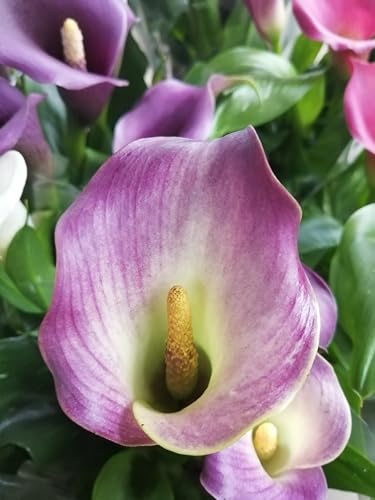 Calla/Zantedeschia Purple Spirit ® 1 Blumenzwiebel/Knolle