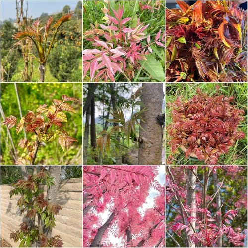 Toona sinensis - semillas semillas jardin - Serie Raras de balcón resistentes decorativas resistentes para el jardín 15pcs