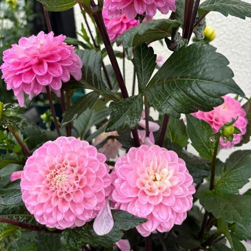 dalia semillas de jardín cortadas semillas de exóticas reverdecimiento tejados trepadora bonsái decoración sala estar perennes resistentes 250pcs