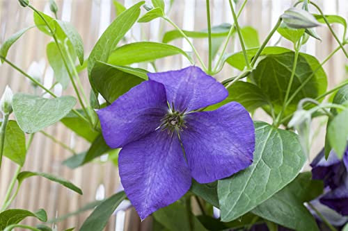 Clematis Hybride 'Jackmanii' 100–150 cm – Winterhart, Mehrjährig, Pflegeleicht – Waldrebe – Kletterpflanze für Pergola & Rankhilfe