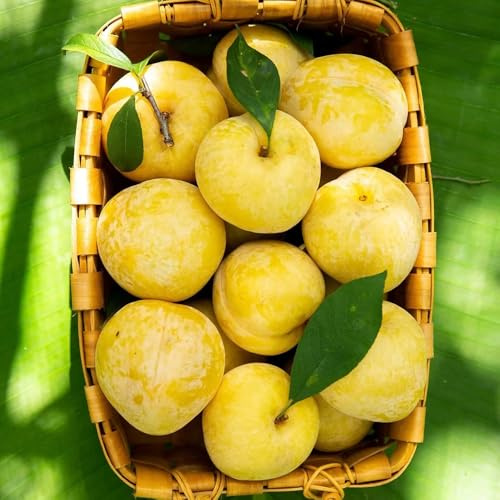 pflaumenbaum kaufen samen, pflaume baum samen, bonsaibaum, hochbeet samen, schnell wachsende sträucher pflaumen samen baum deko obst, nachhaltige geschenke obstbäume, kaufen geschenke 20pcs