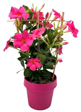 Dipladenia Rosa - Planta Trepadora de Exterior con Floración Prolongada
