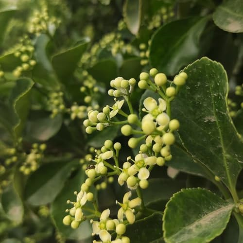 Semi di agrifoglio - giardino di arbusti Ilex chinensis - resistenti all'esterno 10pcs