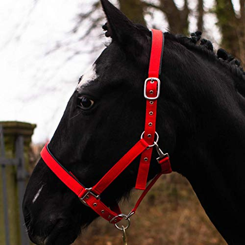 Pferdelinis Halfter für Warmblut, Vollblut, Kaltblut, Pony – Stallhalfter, Weidehalfter, 2-Fach verstellbare Dornschnallen, sicher & reißfest (Rot, Vollblut (Cob))