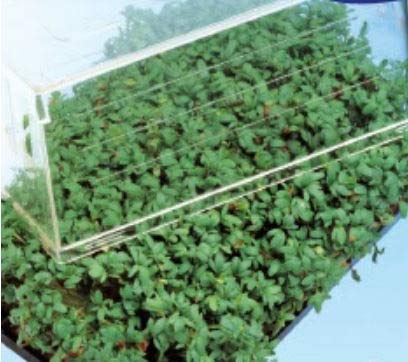 Pcs - 4000x Cresson Lepidium Sativum Légumes Jardin Plantes - Graines K432 - Seeds & Plants Shop by Ipsa