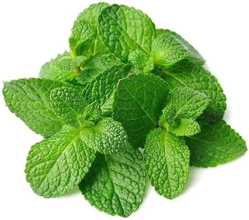 250 GRAINES de Menthe Verte - Plante Aromatique - Mentha Viridis - Plante Jardin - 40