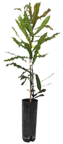 Garden Center Shop | Macadamia TB20 110–130 cm | Árbol Frutal perenne | Follaje Verde Intenso | Ideal en Jardín o Huerto