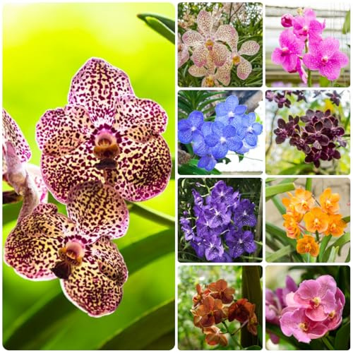 semi di orchidea vanda - tappezzanti, resistenti balcone giardino, esterno perenni 180pcs