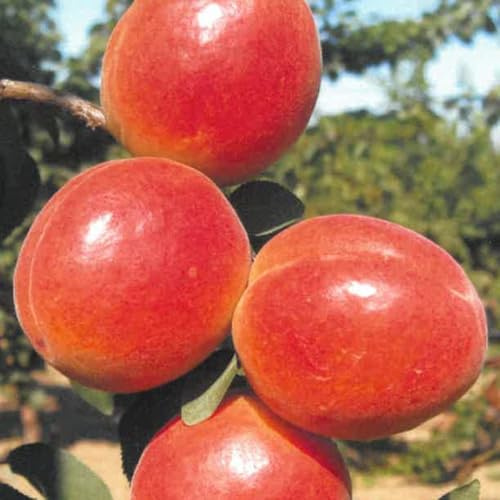 PIANTA DA FRUTTO ALBICOCCA DI AGOSTO in vaso 20 - età 2/3 anni