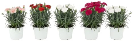 Pack Espacio con Vida – Seis Claveles Naturales en Maceta | Lote de 6 Claveles Naturales DECOALIVE para Interior y Exterior
