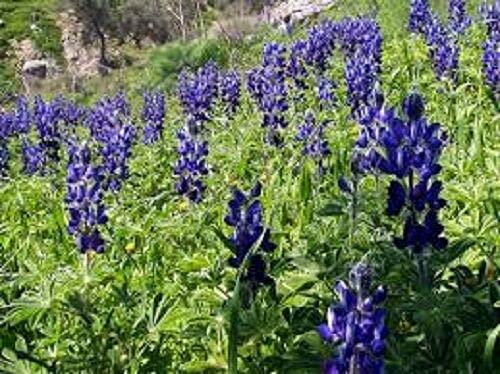 500g Seeds of Green Manure Bitter Blue Lupin Lupinus Angustifolius