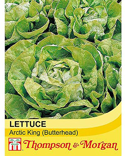 Lettuce Arctic King (Butterhead) Vegetable Seeds Hardy Annual Veg to Grow at Home, Packet of Lettuce Arctic King Seeds Containing 500 Seeds