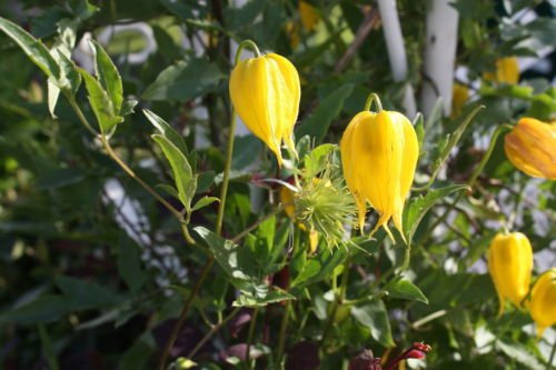 Clematis tangutica CLEMATIS GOLDEN semi!