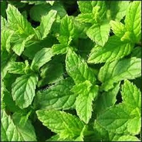 Mint Plants, 2 x Full Plants in 9cm Pots, Garden Mint, Herbs, Kitchen Produce, Garden Ready and Ready to Plant, Premium Quality Herbs