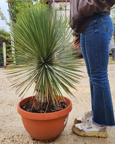 POWERS TO FLOWERS - YUCCA ROSTRATA TARRINA, Vaso 40cm diametro, pianta vera