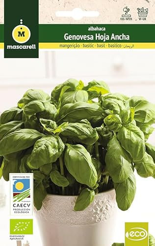 Mascarell Semillas, ALBAHACA ANCHA GENOVESA, Semillas Ecológicas, 5 Gramos