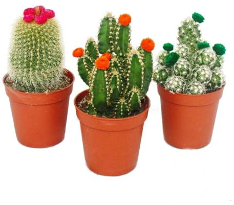 Kakteen-Set 3 verschiedene Pflanzen 5,5cm Topf mit bunten Strohblüten