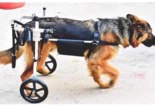 Hunde-Rollstuhl M XL XXXL Haustier-Rollstühle/Hunde-Rollstuhl, Behinderte Haustiere Mobilitätshilfen für Chow Chow/Labrador/Samoye/Alaskan, Rollstuhl für große & extra große Hunde(M)