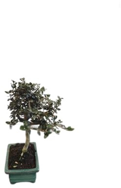 Bonsái Olivo - Interior y Exterior - Fácil de Cuidar - Marca DECOALIVE - Olea Europaea