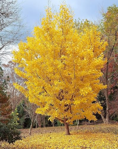 Ginkgo biloba pianta in vaso 1 litro h. 80/110 cm Vivaio di Castelletto