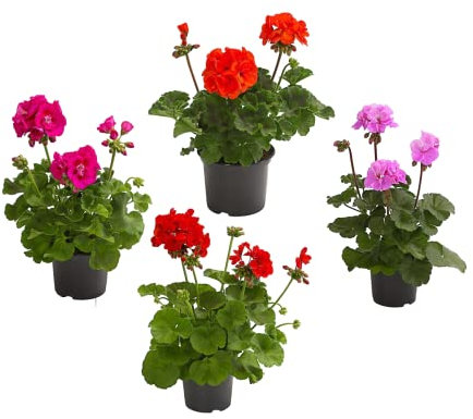 DECOALIVE Geranios con Flores de Colores Set de 4 Plantas Naturales