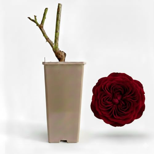 Planta De Rosal Para Jardín Y Exterior | Floración Abundante Y Decorativa | Ideal Para Jardines, Parterres Y Macetas (Perla Negra)