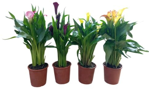 Lote Floral de 4 Calas Plantas con Flor para Ambientes Elegantes y Tranquilos
